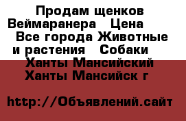 Продам щенков Веймаранера › Цена ­ 30 - Все города Животные и растения » Собаки   . Ханты-Мансийский,Ханты-Мансийск г.